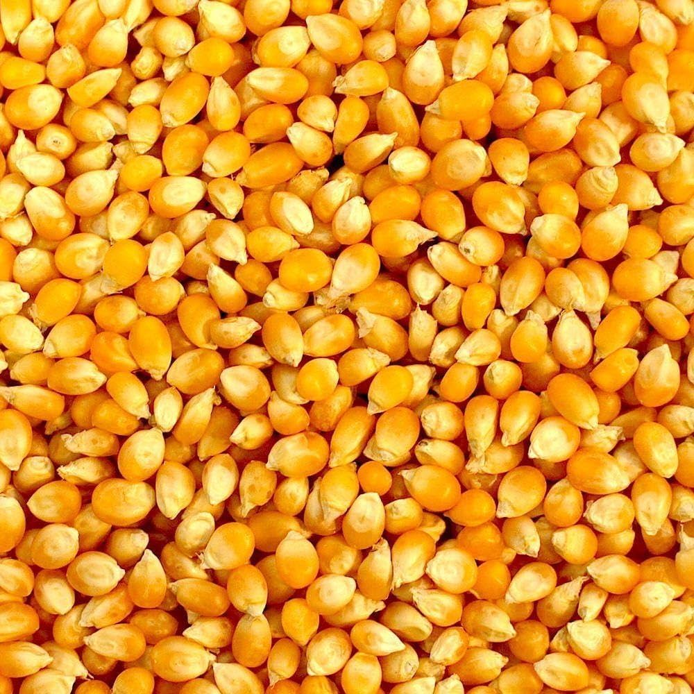 កាតាឡុកពោត